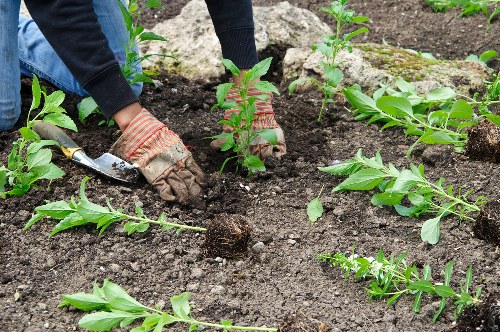 Gardener assessing a hedge before cutting
